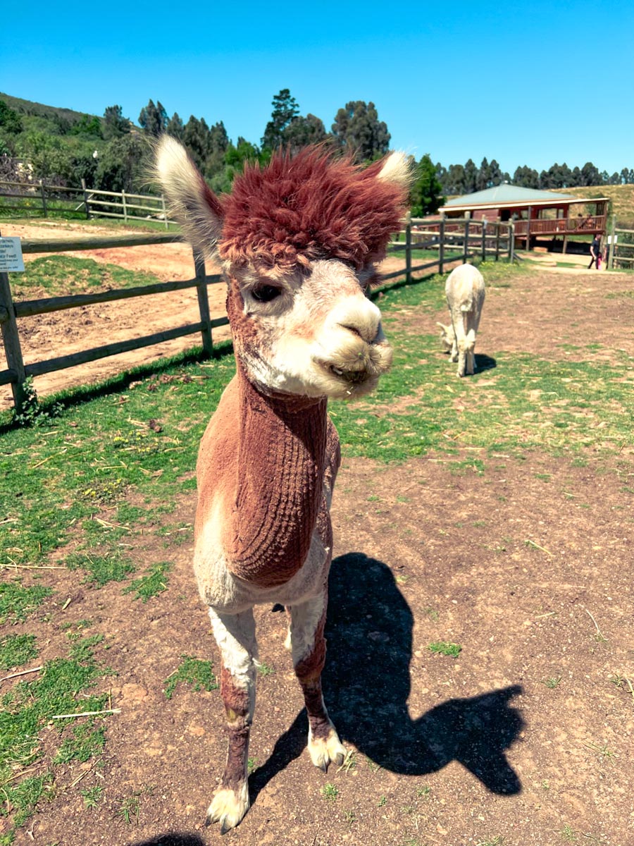 a brown and white alpaca near cape town south africa