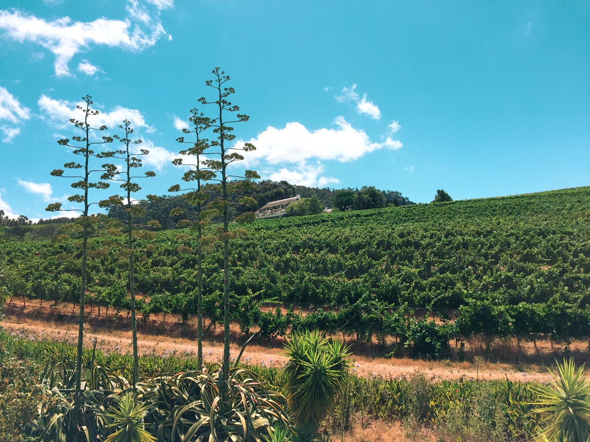 green vineyards full of wine grapes ready for harvest at a winery in franschhoek near cape town