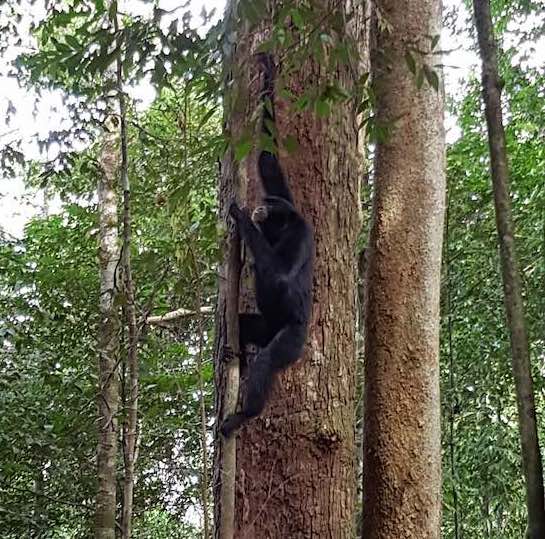 black gibbon monkeys climbing trees in sumatra forest