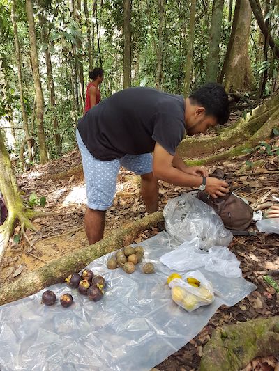 a local guide jungle trekking in the forest of sumatra near bukit lawang preparing local fruits for tourists