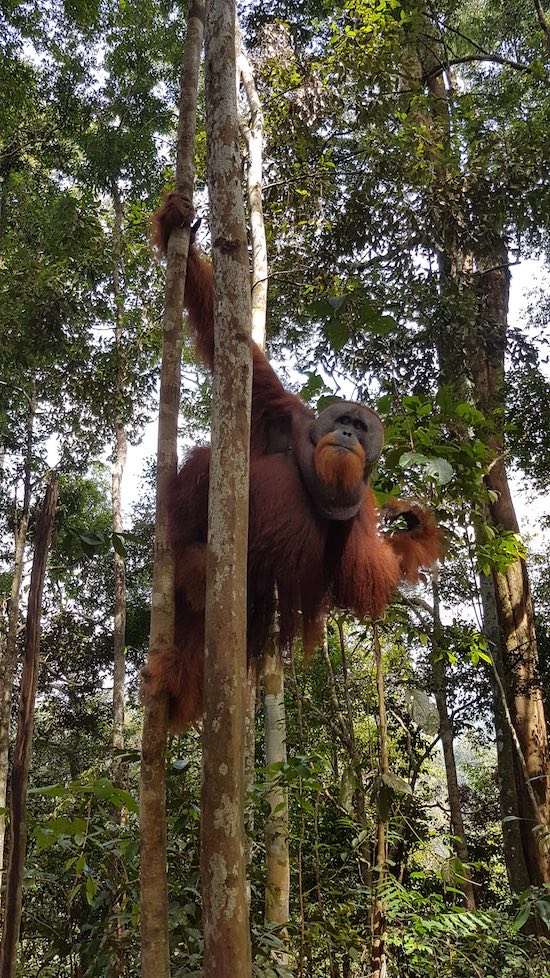 alpha orangutan in sumatra