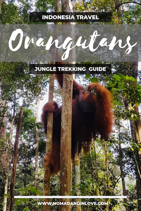 pinterest save image for hiking and jungle trekking tours in indonesia bukit lawang