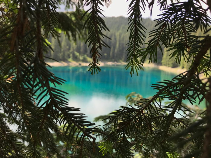 blue lake framed by pine tree leaves