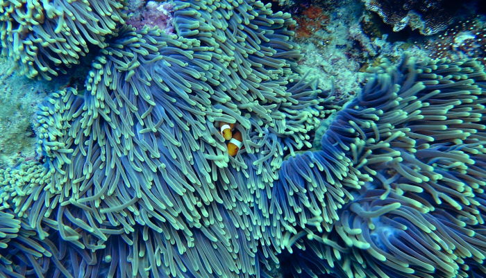 two clown fish huddled amongst soft coral captured whilst scuba diving