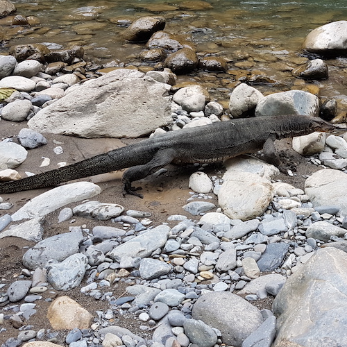 a large monitor lizards in sumatra indonesia