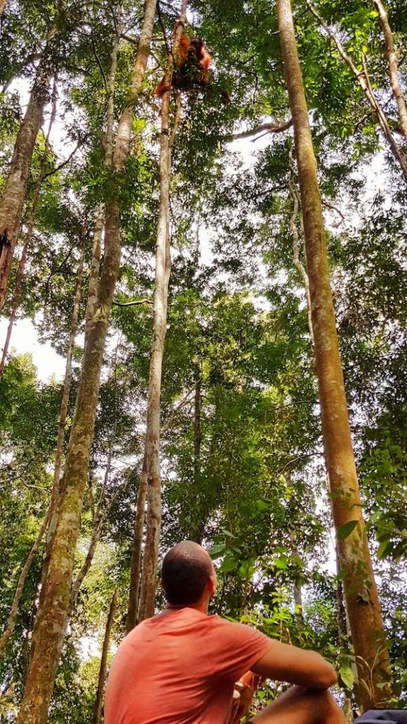 seeing wild orangutans on the Sumatra Jungle Trekking Tour 