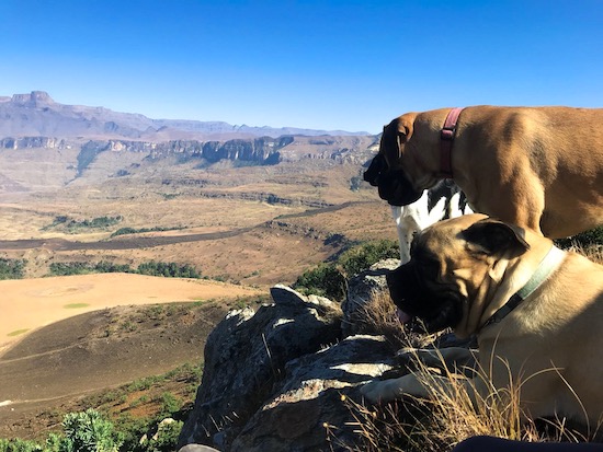 amphitheatre hike drakensberg