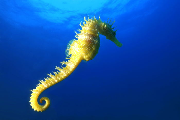 A close-up of a Hippocampus Kuda (Yellow Seahorse) taken during a scuba diving trip