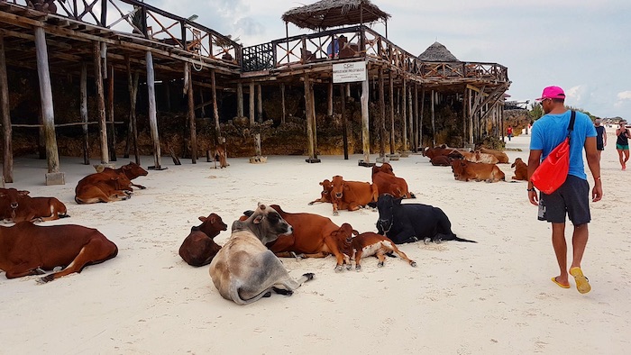 a herd of cows on the beach with a traveller walking by