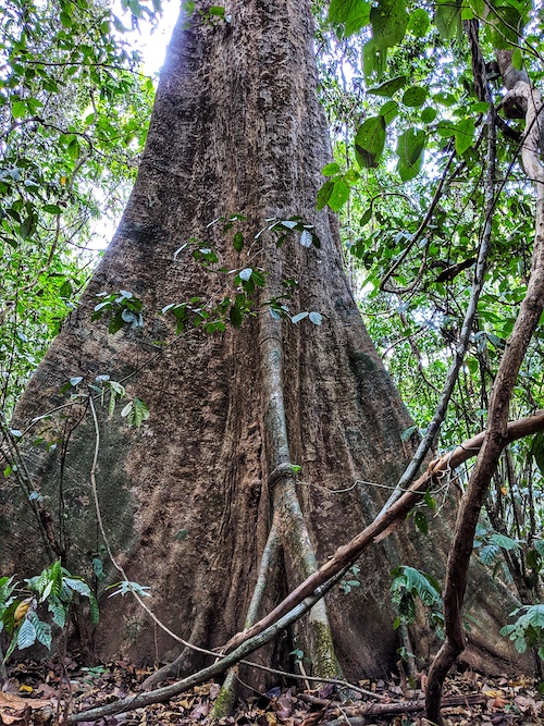 Khao sok national park things to do
