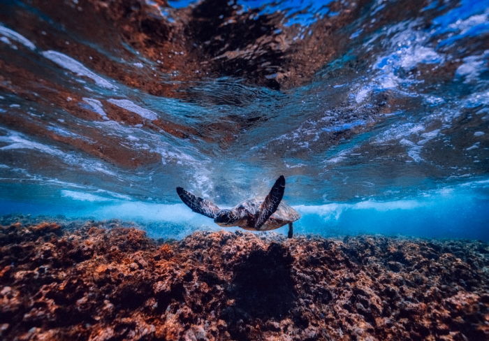 a turtle swimming in the ocean of one of the top liveaboard destinations in the world
