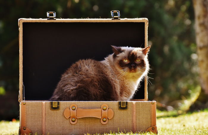 cat sitting in a suitcase 