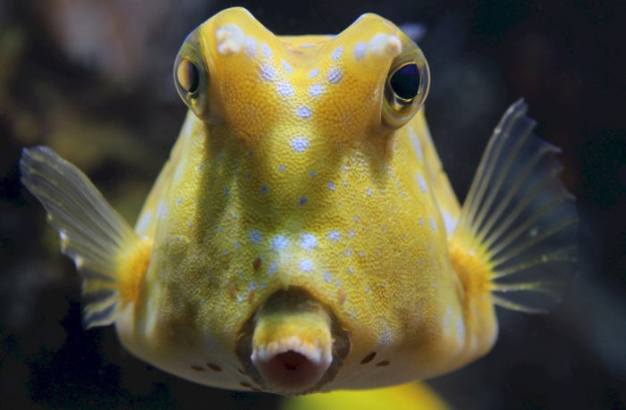 a close-up of a weird looking Yellow Boxfish taken during scuba diving