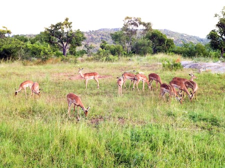 trekking and wildlife in south africa