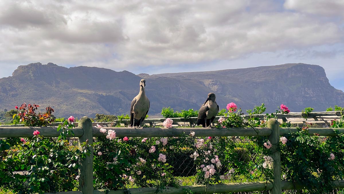 two hadeda birds sitting on a wooden fence with table mountain in the backdrop