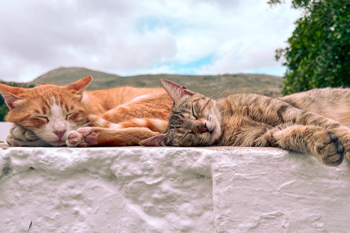 two street cats sleeping on a low wall in archangelos village rhodes greece