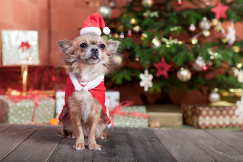 a small dog wearing a santa claus outfit sitting on a wooden table with a christmas tree and gifts in the background