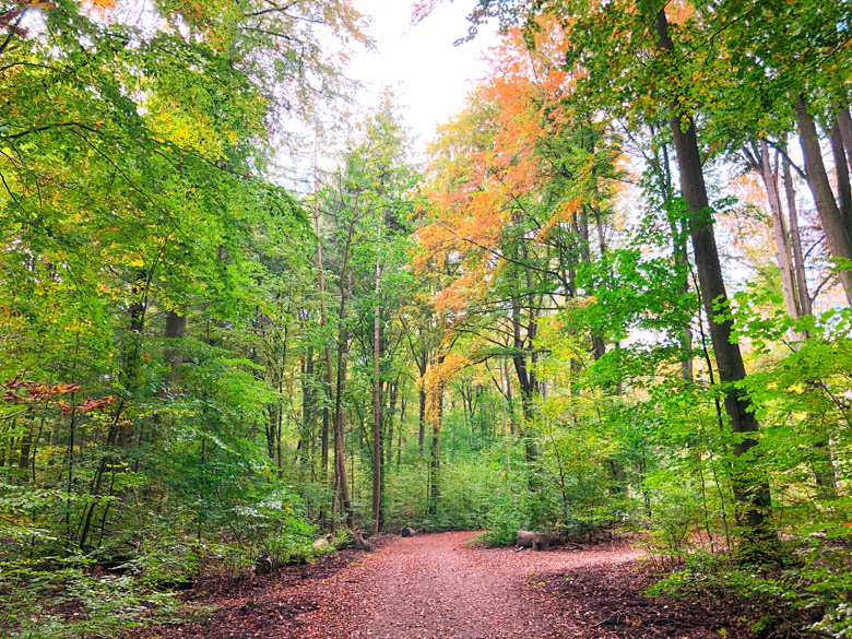 tegel forest during spring and summer with its tall trees and beautiful natural surrounding is a great outdoor activity to do in berlin