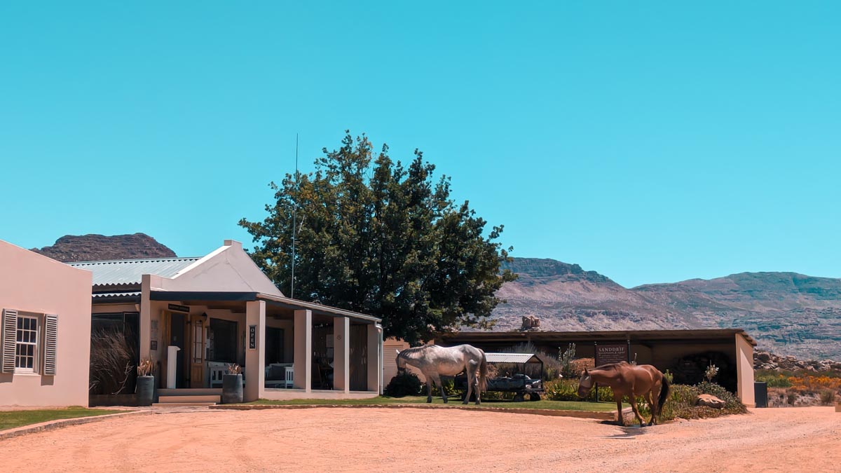 two horses grazing in front of sanddrif holiday resort in citrusdal cederberg