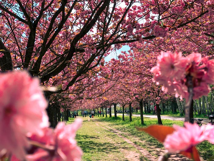 avenues of pink cherry blossom trees at tv asahi kirschbaumalle in lichterfelde sud 