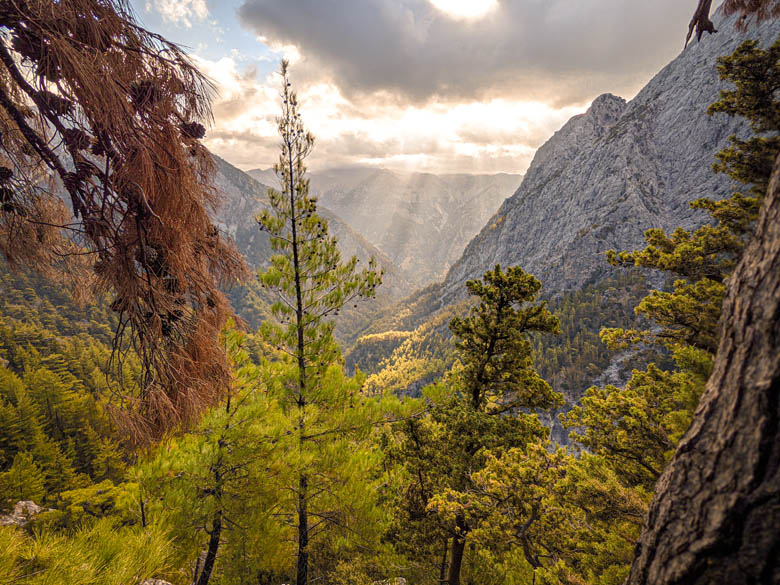 a panoramic photo of samaria gorge in crete from the top of the mountain at sunrise with a view of the green forest and mountain range 