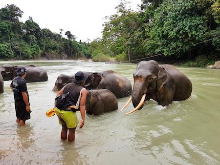 mahouts with their elephants at the tangkahan elephant sanctuary