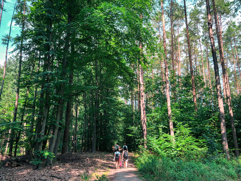 green forested areas surrounding the lakes in berlin during summer with hikers on the trail