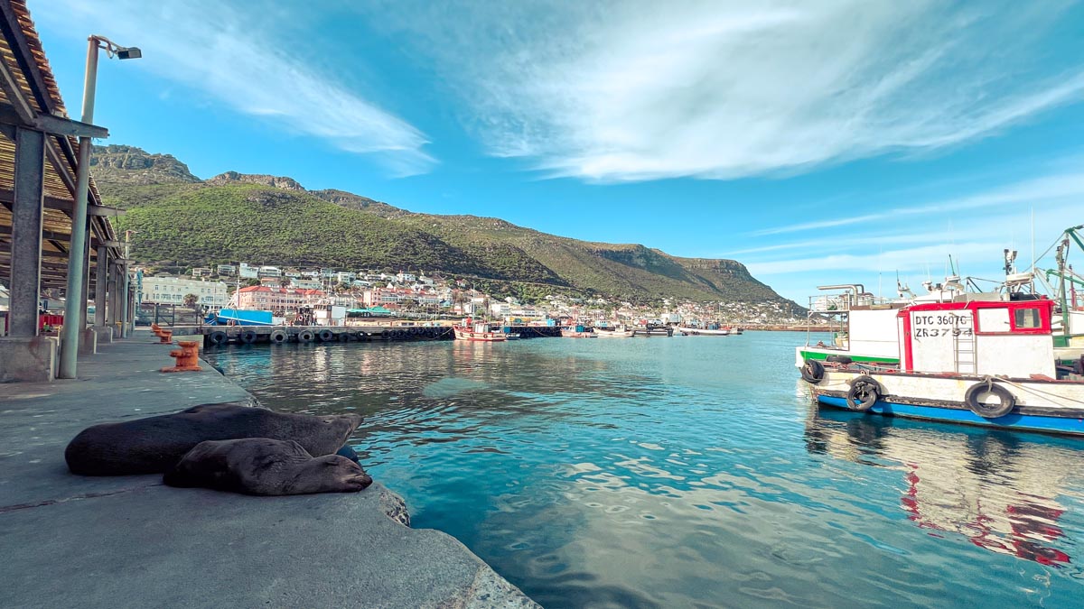 two cape fur seals lying on the harbor with the mountain and ocean in the background