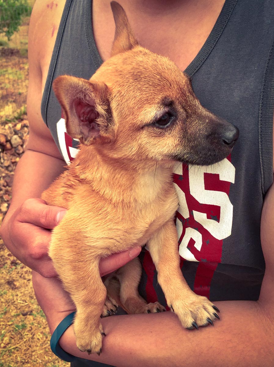 a man holding a rescue dog at an animal shelter in cape town