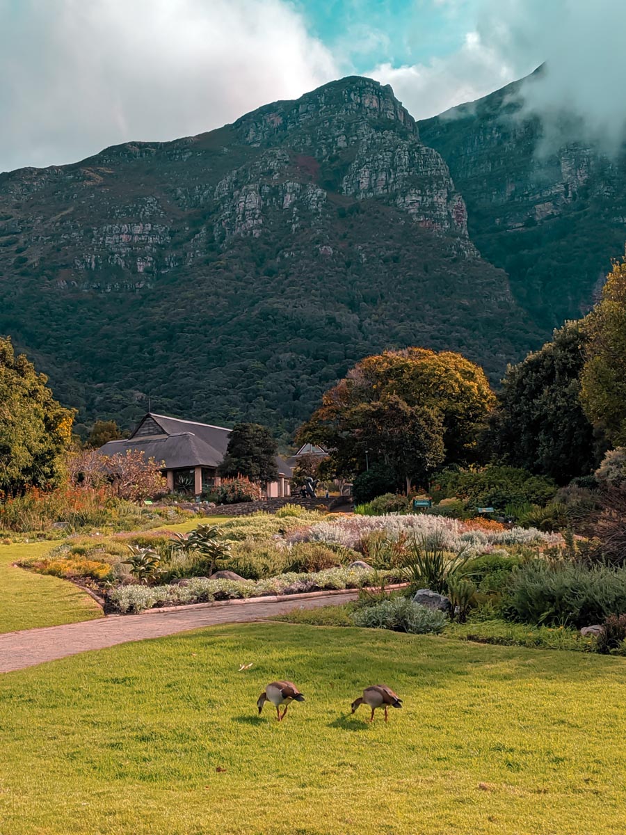 two egyption geese grazing at kirstenbosch gardens with a hut and mountains in the background