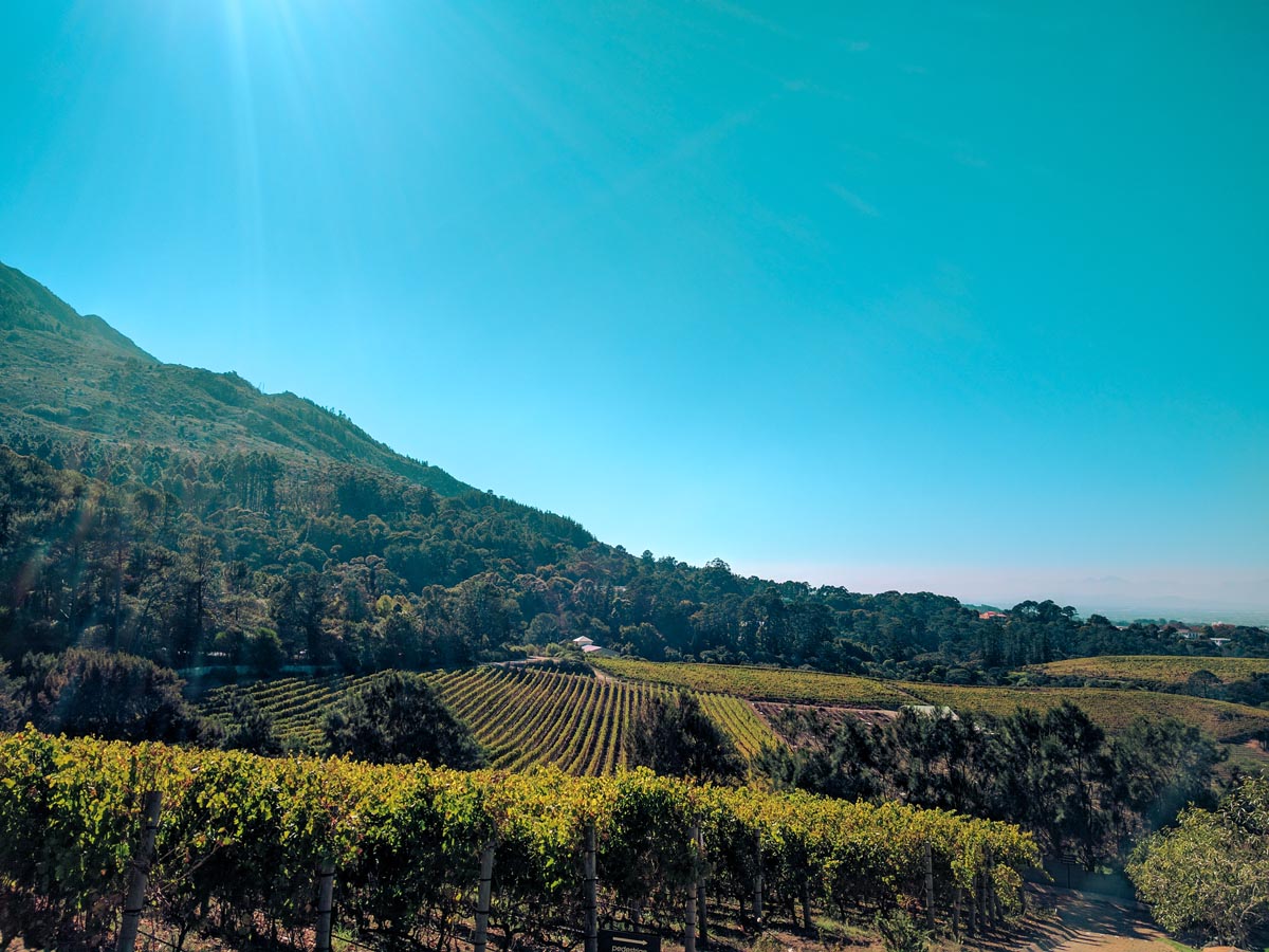 rolling hills of green vineyards in cape town's wine region