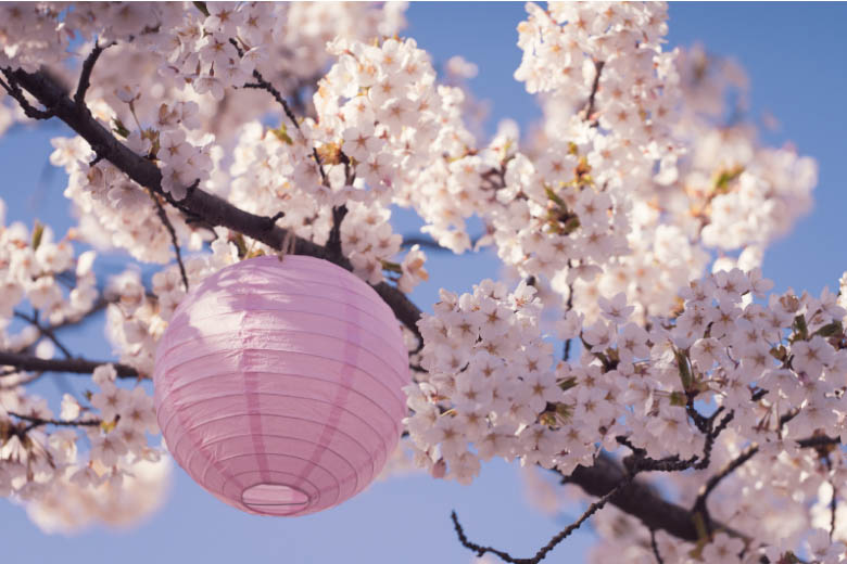 a pink paper lantern hanging on a japanese sakura tree at a kirschblutenfest in germany