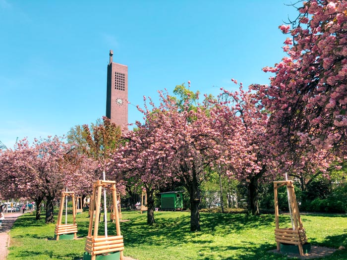 two lanes of trees with pink flowers lining a park with a church in the background