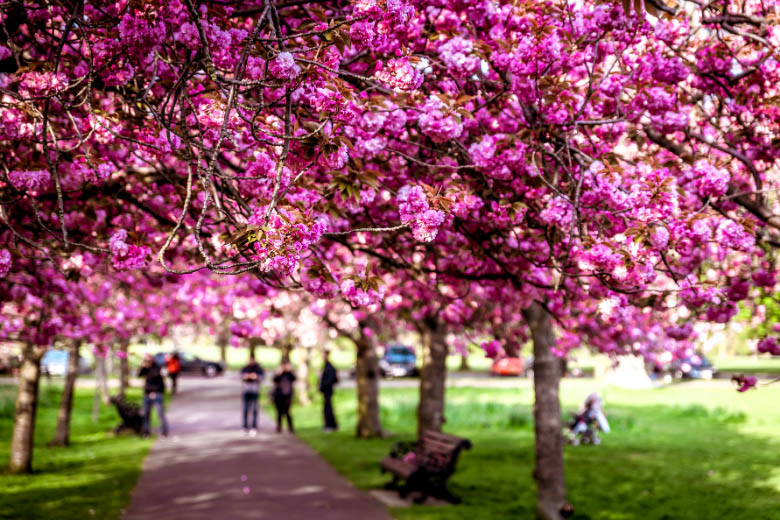 the most popular cherry blossom avenue or lane in berlin on bornholmer straße in prenzlauerberg 