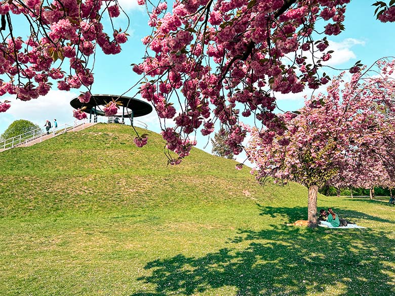 rows of cherry blossom trees at a green park in the south of berlin with a memorial on top of the hill