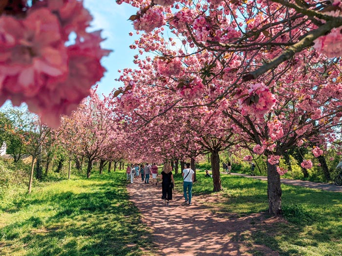 locals and tourists admiring lines of japanese sakura trees in germany