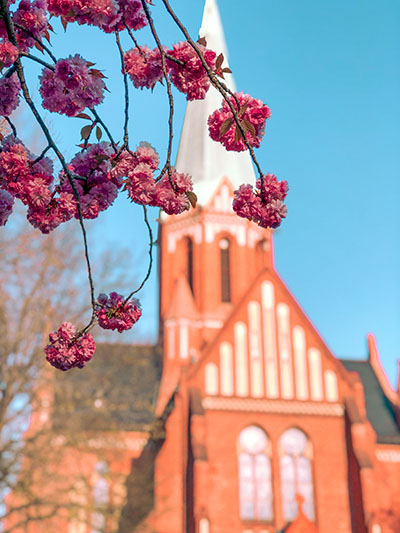Pink blossoms dangling from a tree with a backdrop of ludwigkirch church in wilmersdorf-charlottenburg berlin