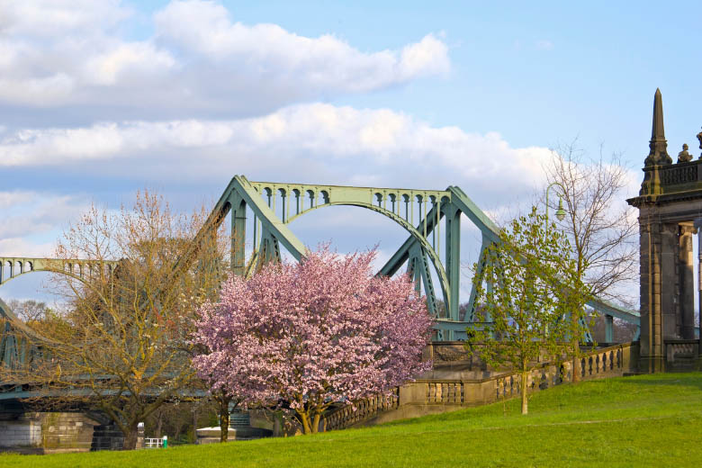 a pink cherry blossom tree stands in a park next to glienicker bridge in potsdam germany
