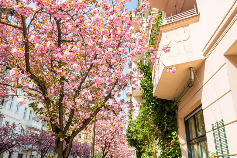 pink cherry blossoms in front of an apartment building in rykestrasse in prenzlauerberg district berlin