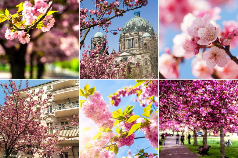 collection of images of different places to see cherry blossoms in berlin germany