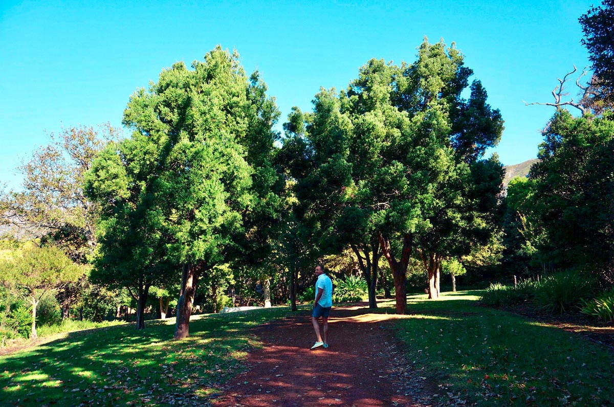 a man walking on a path at groot constantia wine estate in cape town