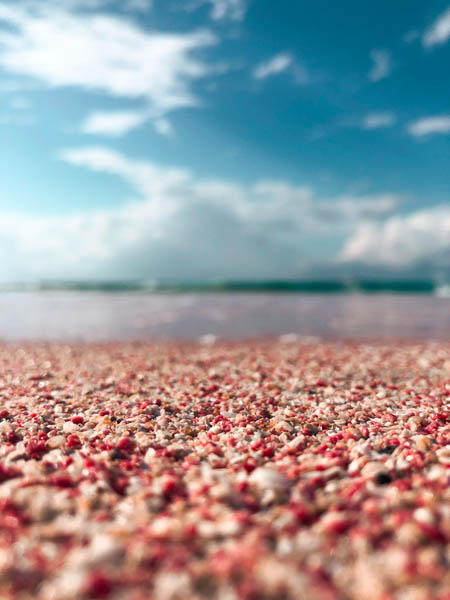 a close up photo of pink sand particles at elafonisi beach