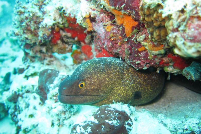 underwater photo of moral eel with its head poking out from colourful coral reef taken whilst scuba diving in zanzibar