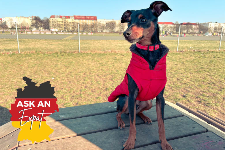 a shelter dog at tempelhofer feld in berlin germany wearing a red jacket