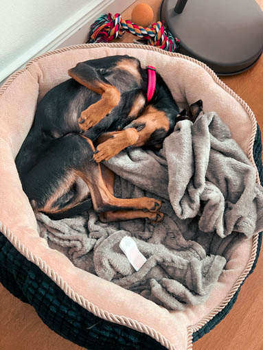 a dog napping in a plush cozy dog bed, enjoying a serene moment of deep sleep