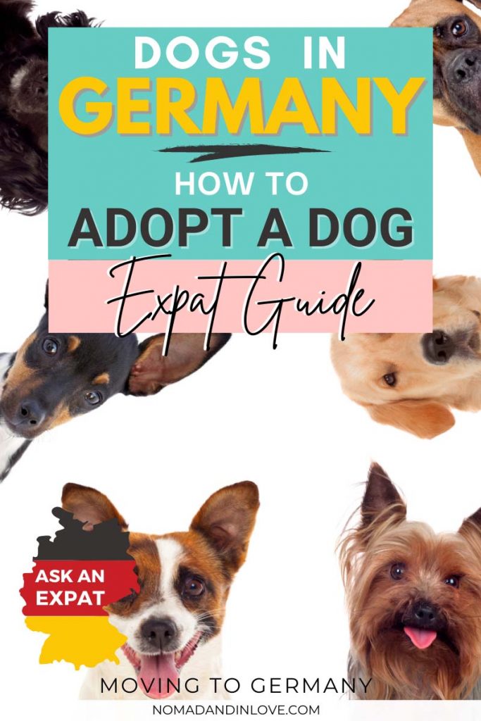 a vertical pinterest image for a dogs in germany expat guide on how to adopt a dog from a shelter in berlin