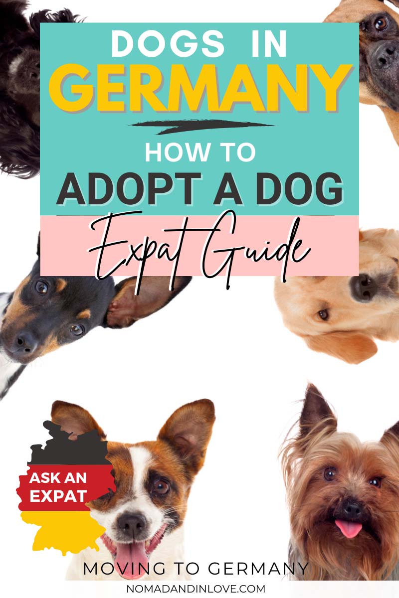 Dog Adoption in Germany How To Adopt A Dog From A Shelter