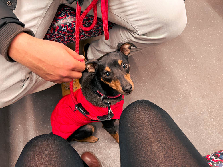 a dog taking public transport in berlin is one of the pros of living in the german capital