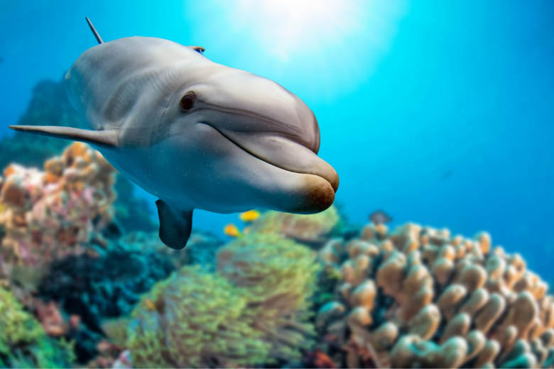 scuba diving photography of dolphin smiling into the camera with colourful corals in the background