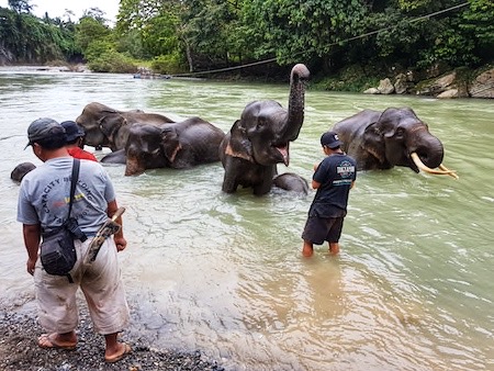 elephant sanctuary in sumatra